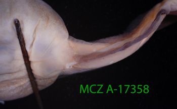 Media type: image;   Herpetology A-17358 Description: Specimen photo;  Aspect: vent
